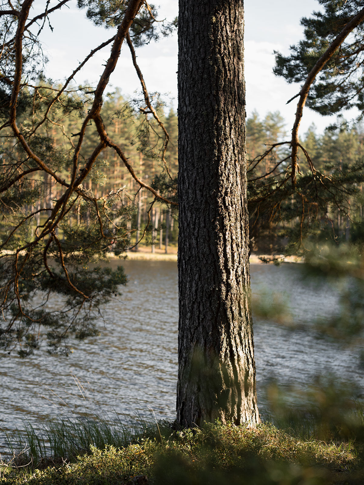 Tall vid sjö